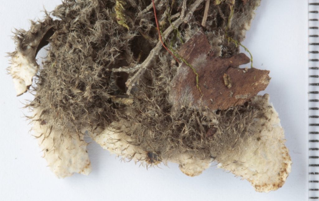 Peltigera Lichens from East Africa and elsewhere